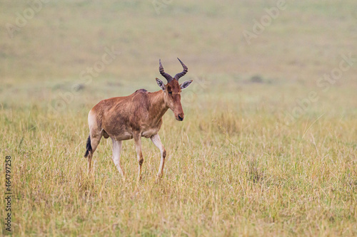 Red hartebeest walks across the brown grass of the Masai Mara  Kenya