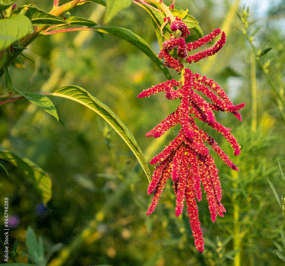Amaranthus flowers in a garden. Love-lies-bleeding flower. Amaranthus flowers in a garden. Love-lies-bleeding flower.