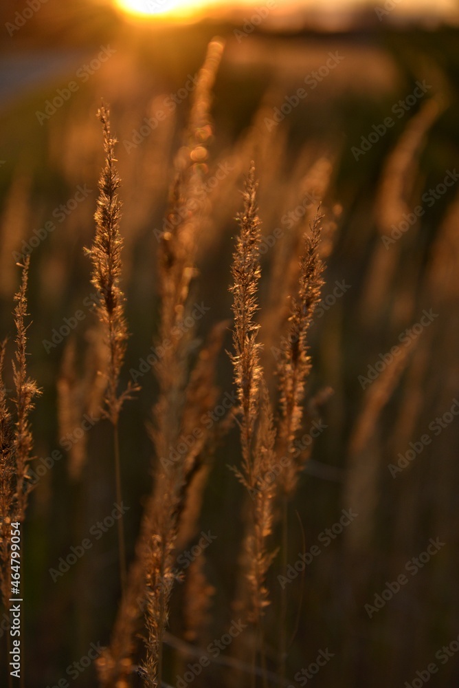 Fototapeta premium sunset in the field