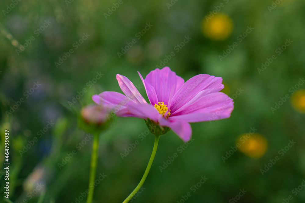 Pink cosmos. Close-up of pink cosmos flower in a garden. Pink cosmos. Close-up of pink cosmos flower in a garden.