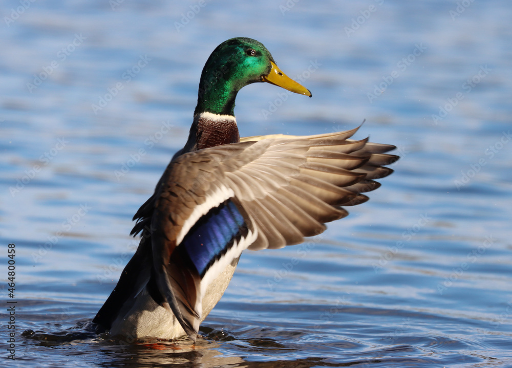 mallard mallard
