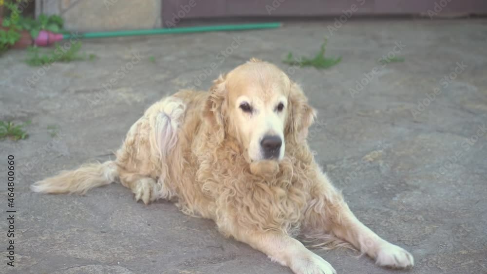 Labrador Retriever, lying on the asphalt and enjoying life, then gets up and goes to the camera. High quality FullHD footage Labrador Retriever, lying on the asphalt and enjoying life, then gets up and goes to the camera. High quality FullHD footage