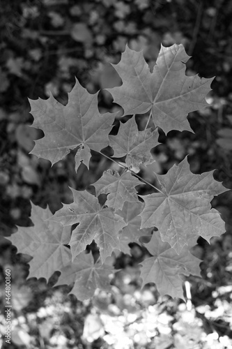 Maple leaves of a young tree on the background of the soil. Top view. Vertical frame. © alekseyjl