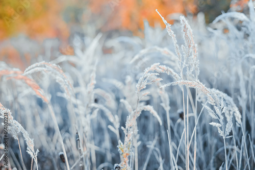 Ears of grass in a crystalline frost frost close-up on the background of a blurred colorful autumn forest. Background. Selective focus