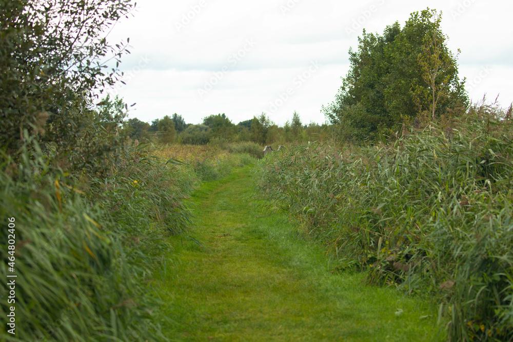 Hiking trail to the bird watching point in nature reserve near Makkum, Friesland. Hiking trail to the bird watching point in nature reserve near Makkum, Friesland.