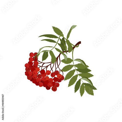 Vector illustration of a branch of red rowan on a white isolated background.