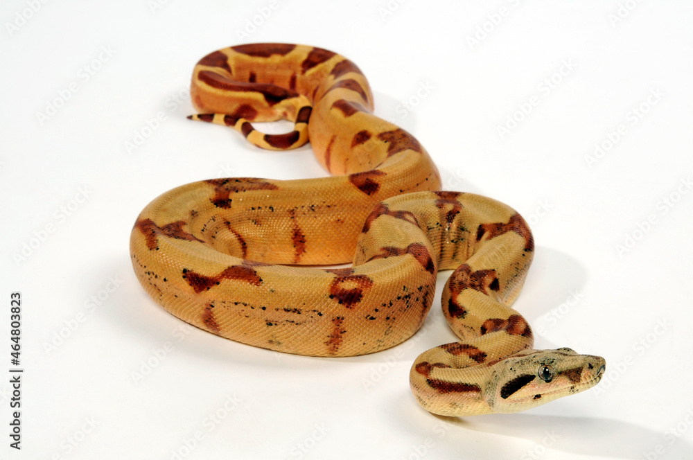 Obraz premium Red-tailed boa // Abgottschlange (Boa constrictor)