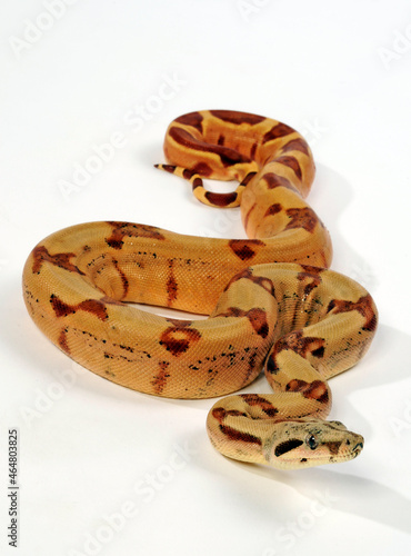 Abgottschlange // Red-tailed boa (Boa constrictor)
