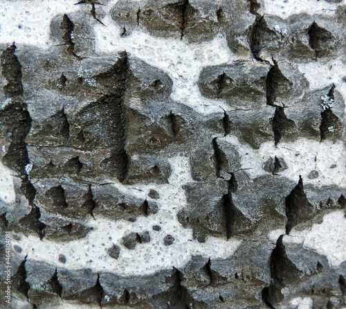 Canvas Print Unusually beautiful salient texture of white poplar bark