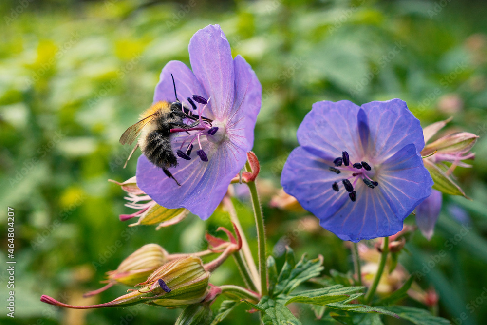 Zdjęcia makro kwiatów łąkowych w Parku Nowohuckim w Krakowie. 