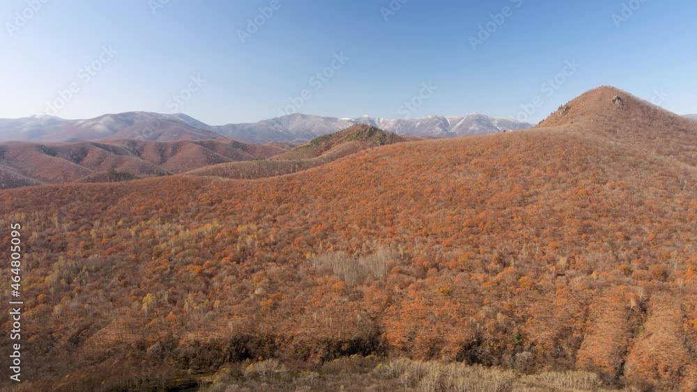 Beautiful autumn forest. View from above. The nature of the Far East. The camera rises over the hills. Snowy mountains peep in the distance from behind the autumn hills. Beautiful autumn forest. View from above. The nature of the Far East. The camera rises over the hills. Snowy mountains peep in the distance from behind the autumn hills.