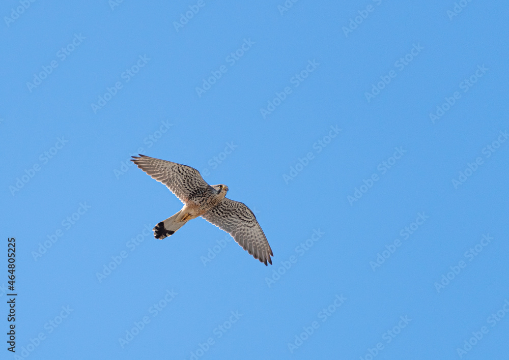 Obraz premium 飛ぶチョウゲンボウ