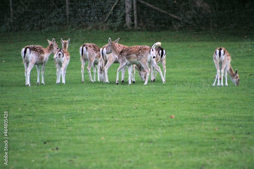 A view of some Fallow Deer