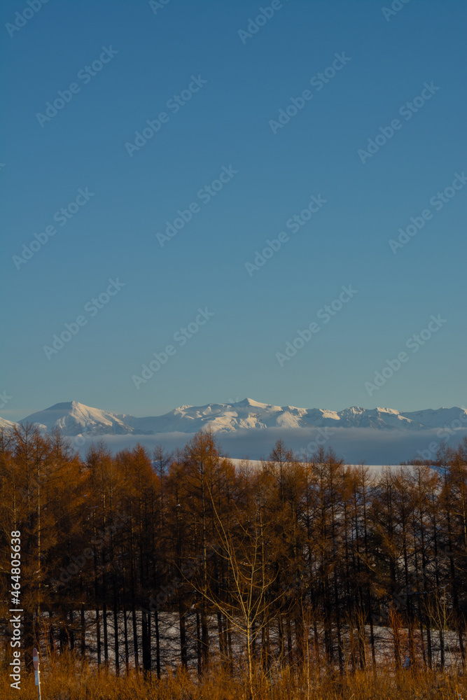 Fototapeta premium 晩秋のカラマツ林と山並み 十勝岳