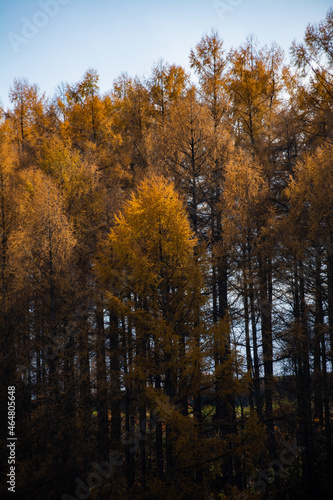 秋の黄金色のカラマツ林 