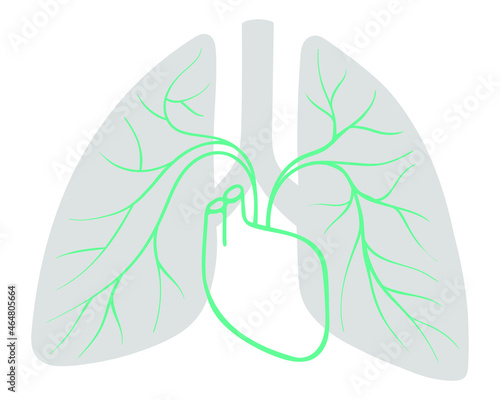 vector image of silhouette of human lungs with heart and blood vessels isolated on white background. useful for medical clinics, medical articles about respiratory diseases, post on social networks.