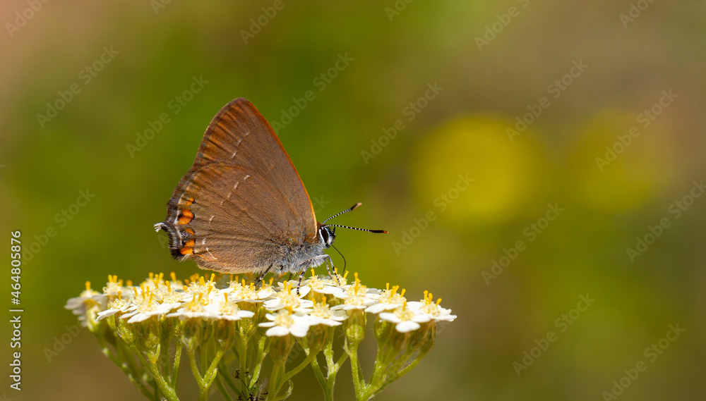 Obraz premium brown butterfly on white small flowers, Satyrium acaciae