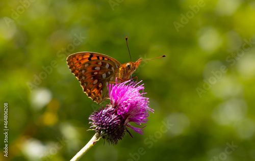 large butterfly with pink spines perched on flower, Argynnis aglaja