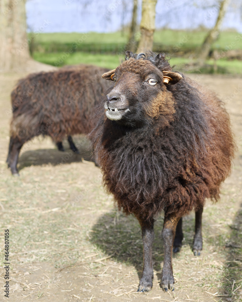 Fototapeta premium Female black ouessant sheep