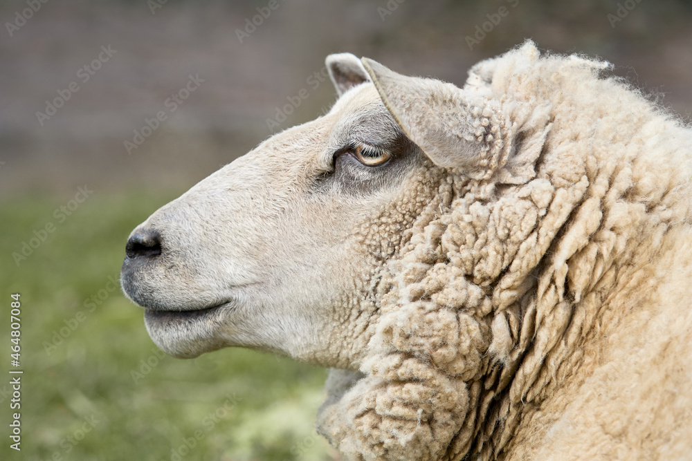 Close up of the head of white Flemish sheep