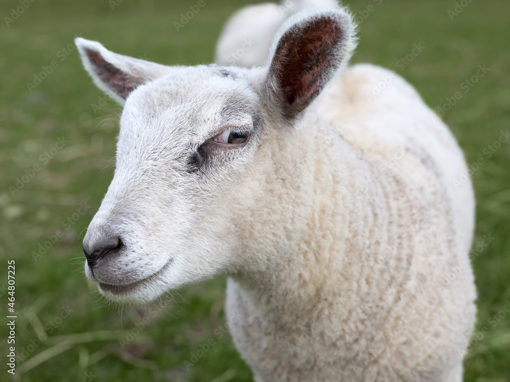 Close up of a white lamb