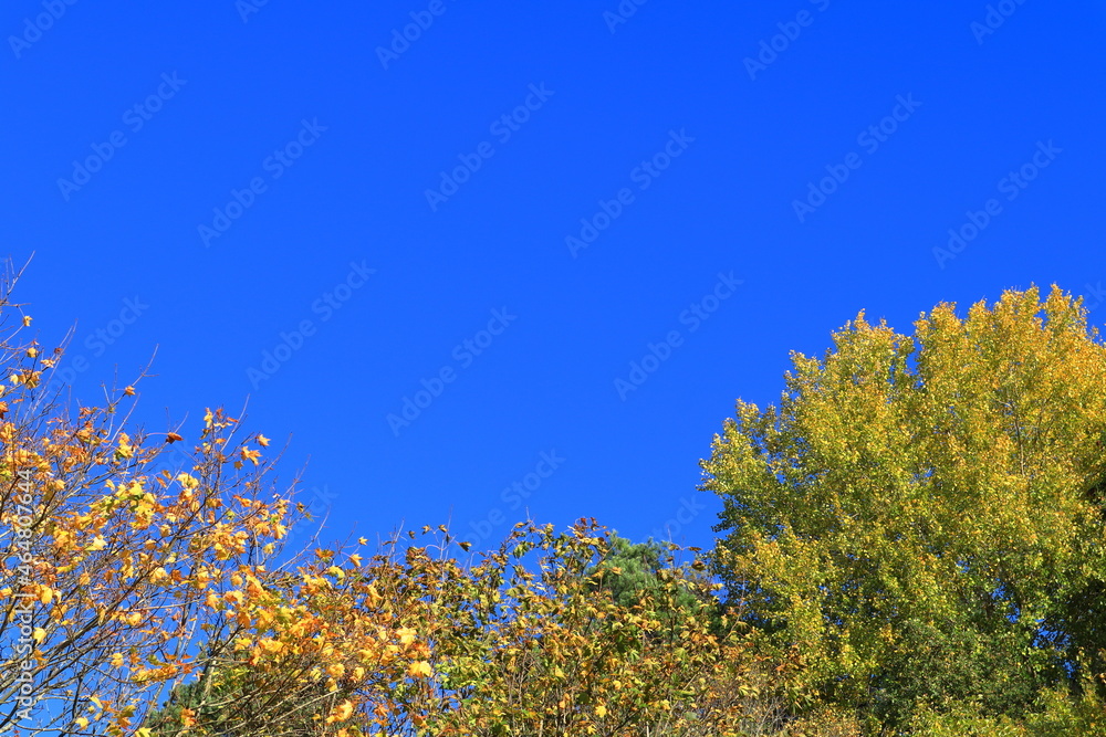 The top of yellow and orange autumn leaves. Clear blue sky. Stockholm, Sweden, Europe. The top of yellow and orange autumn leaves. Clear blue sky. Stockholm, Sweden, Europe.