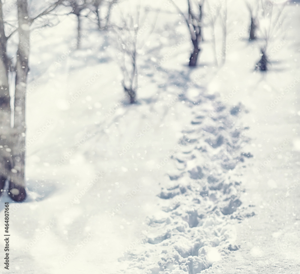 Fototapeta premium Winter forest landscape. Tall trees under snow cover. January frosty day in the park.