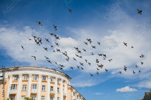 a flock of pigeons flies against the background of a blue sky and an old building