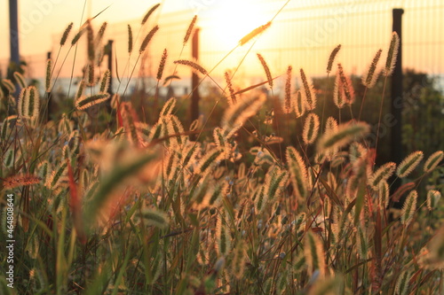 grass in sunset