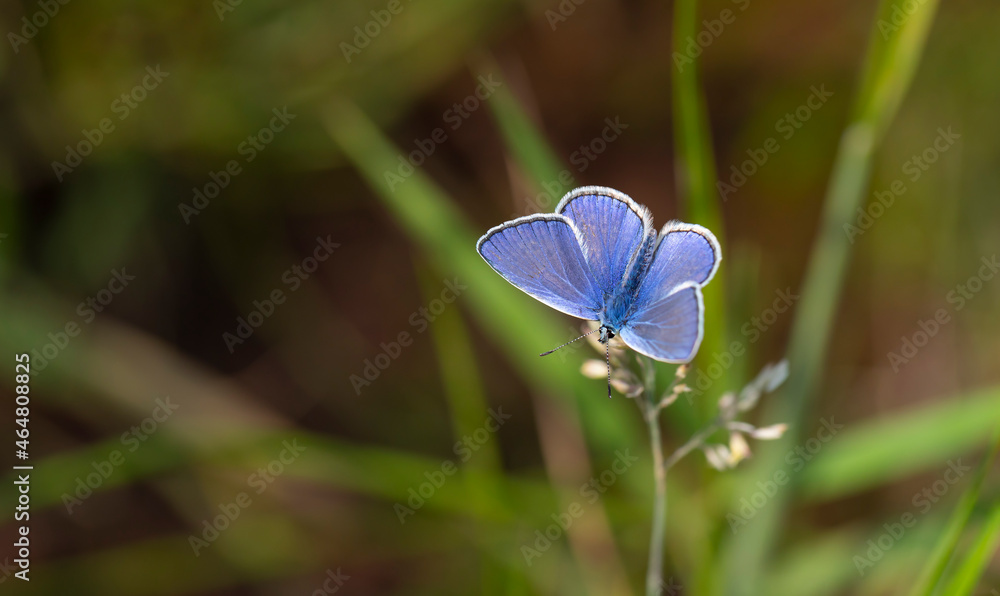 a tiny beautiful blue butterfly in the green grass a tiny beautiful blue butterfly in the green grass