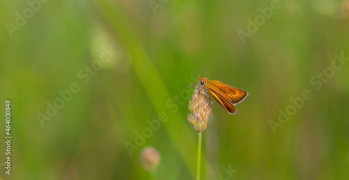 orange little butterfly perched, Ochlodes venatus