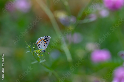 tiny butterfly clinging to a thin branch, Rubrapterus bavius
