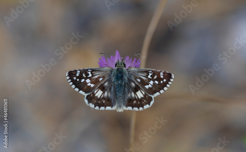 brown little butterfly on purple flower, Pyrgus cinarae photo