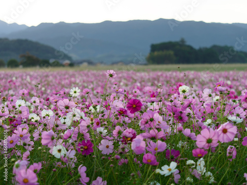 【奈良県】早朝の藤原宮跡コスモス畑の風景