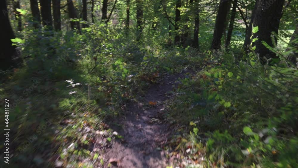 Beim sonnigen Wetter im Wald die Natur genießen. Beim sonnigen Wetter im Wald die Natur genießen.