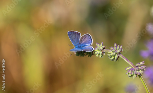 blue butterfly drying its wings 