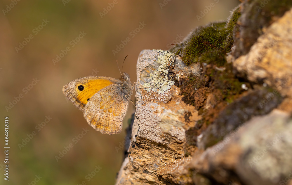 brown butterfly set on stone, Hyponephele lupina brown butterfly set on stone, Hyponephele lupina