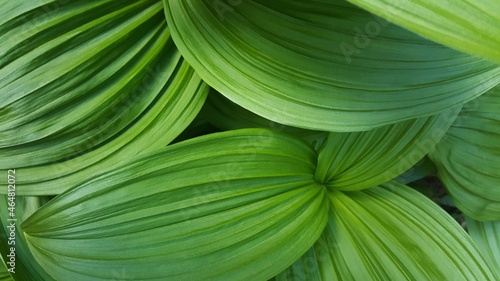 close up of green foliage