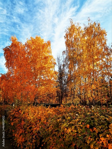 Golden trees and blue sky