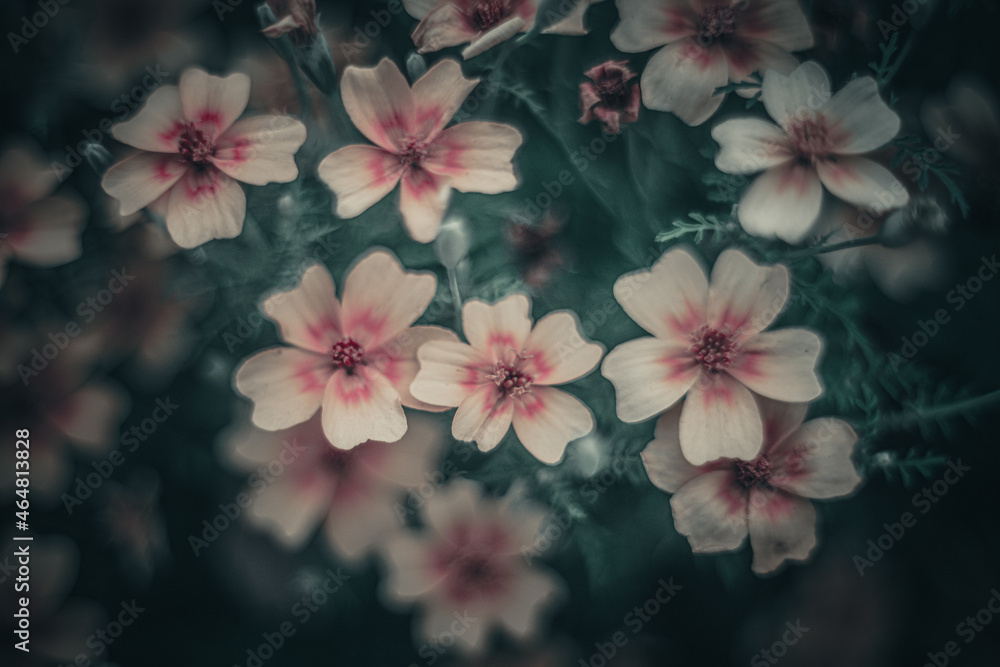 Still life flowers- background art Still life flowers- background art