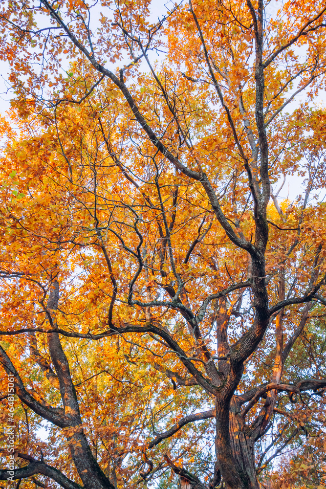 Golden maple tree crowns in autumn park Golden maple tree crowns in autumn park