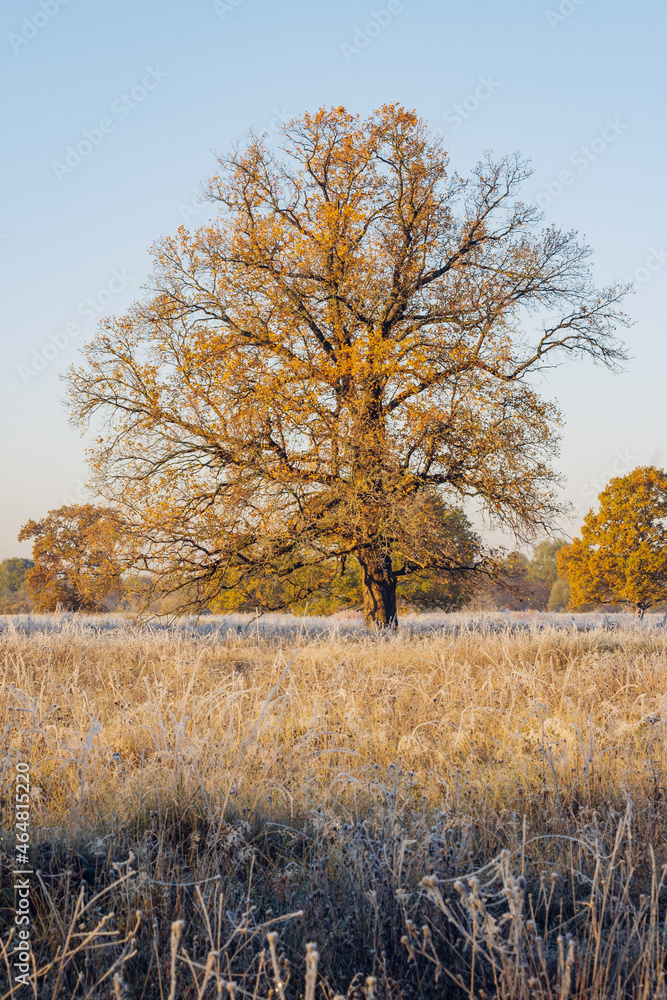 Fototapeta premium Autumn nature landscape. Colorful red foliage on branches of tree at meadow with hoarfrost on grass in the morning