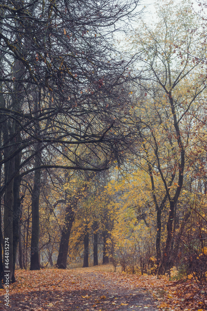 Fototapeta premium morning foggy landscape in the city park