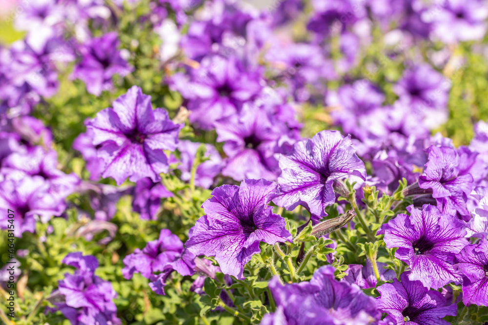 Purple petunia in bright sunlight.