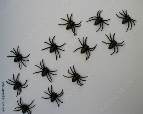 spider isolated