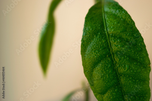 green leaf background
