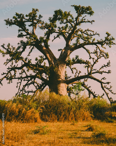 Baobab d'Afrique