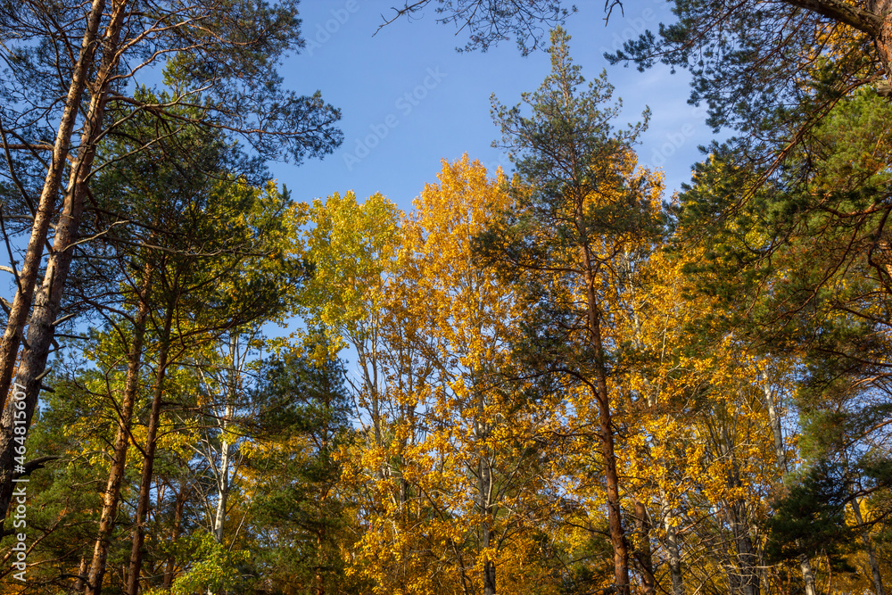 Golden Autumn Landscape View Yellow Background Fall Birch Pine Forest Backdrop