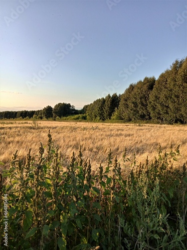 field of wheat and wood,  sky