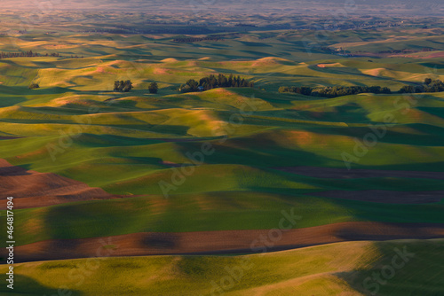 Beautiful Colorful hills of wheat farm at golden hour. Distinct geographic region at Idaho, Washington, Oregon